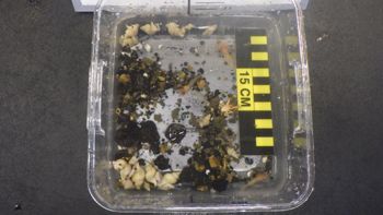 Media type: image;   Invertebrate Zoology 153109 Description: live specimen;